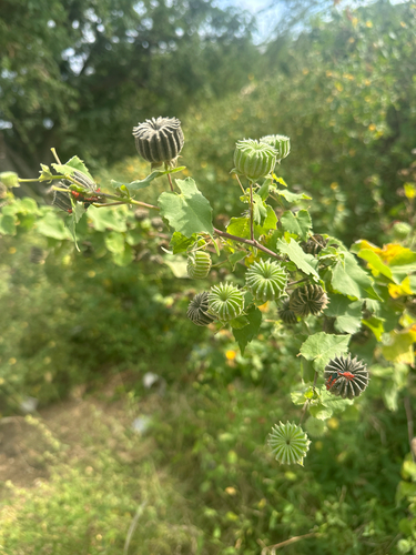 Abutilon indicum iNat (3)