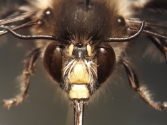 Anthophora dispar