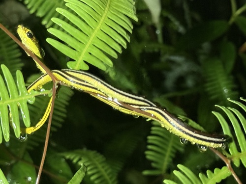Striped Bronzeback