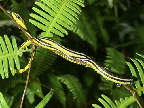 Striped Bronzeback