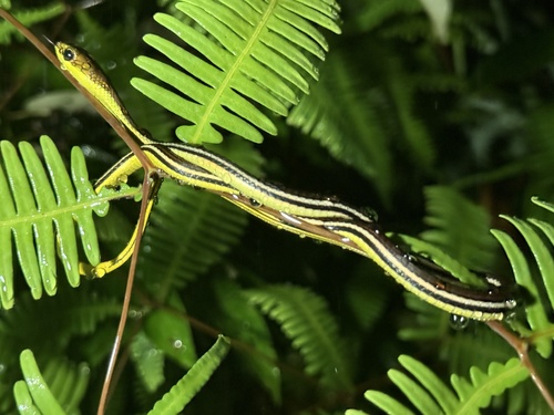 Striped Bronzeback