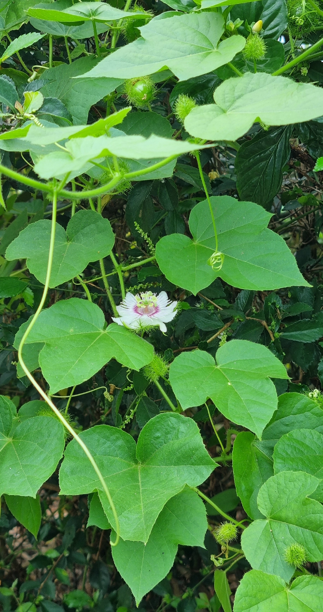 Passiflora vesicaria — ảnh 3
