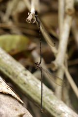 Melanesobasis flavilabris