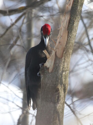 Picamaderos negro (Dryocopus martius)