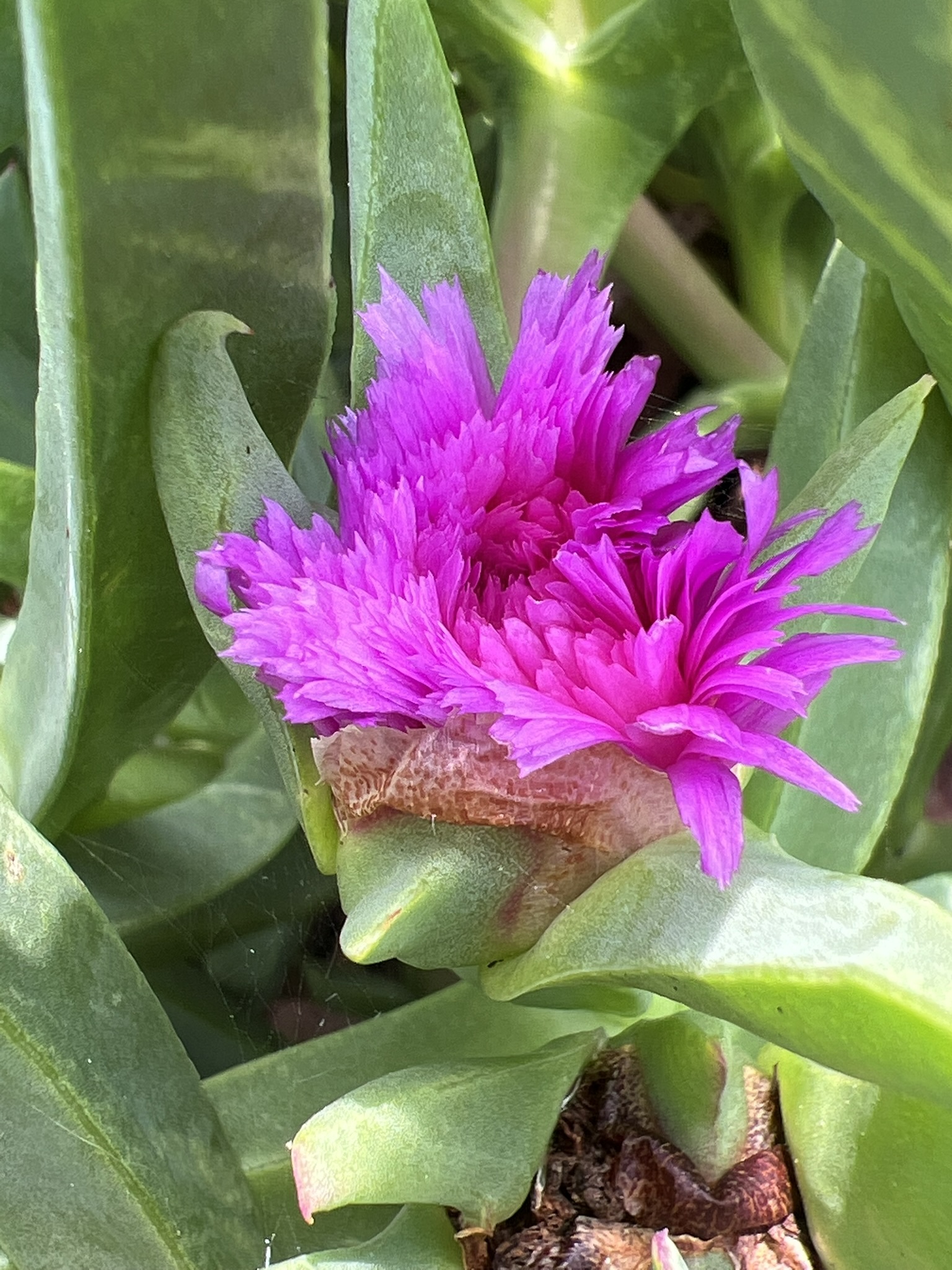 Sea Fig (Carpobrotus chilensis)