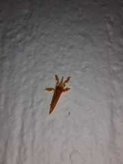Dalceridae