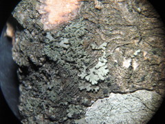 Phaeophyscia nigricans