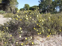 Cistus calycinus