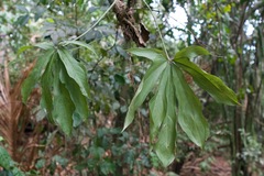 Anthurium clavigerum image