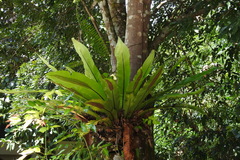 Thamnopteris