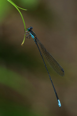 Nesobasis caerulecaudata