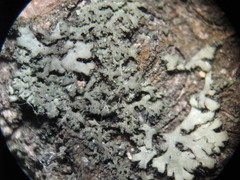 Phaeophyscia nigricans