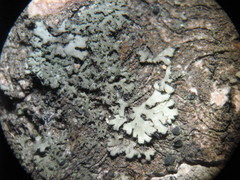 Phaeophyscia nigricans