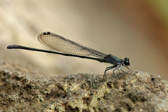 Nesobasis comosa