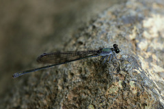 Nesobasis comosa