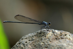 Nesobasis comosa