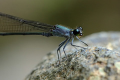 Nesobasis comosa