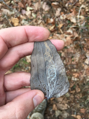 Marmara smilacisella