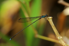 Nesobasis telegastrum