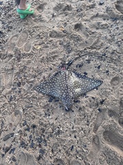 Spotted eagle ray
