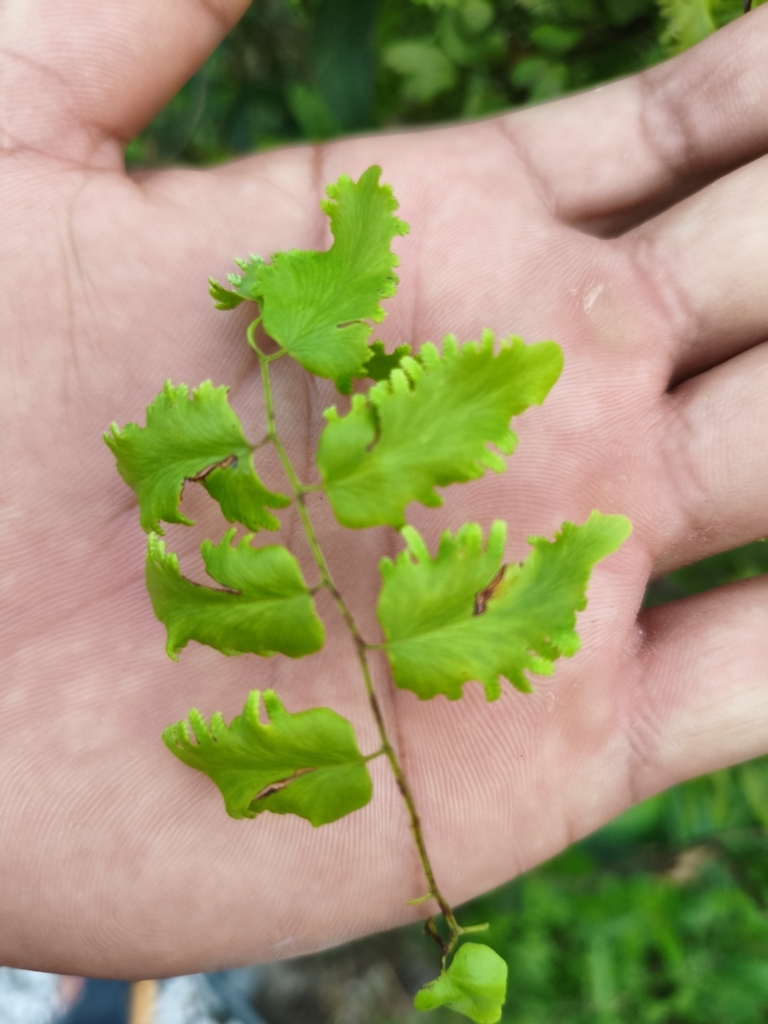 Old World Climbing Fern (Lygodium microphyllum)