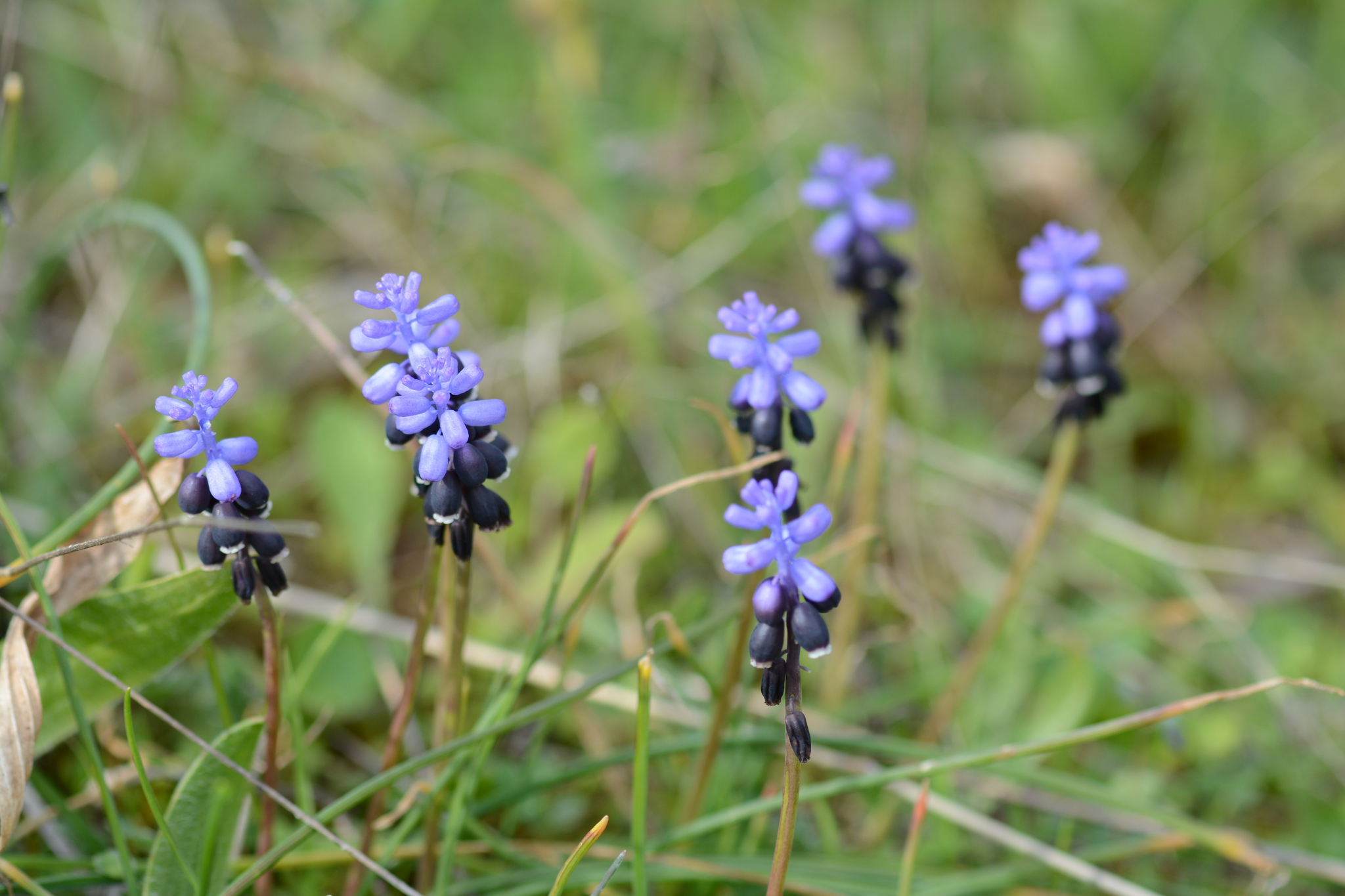 Muscari pulchellum