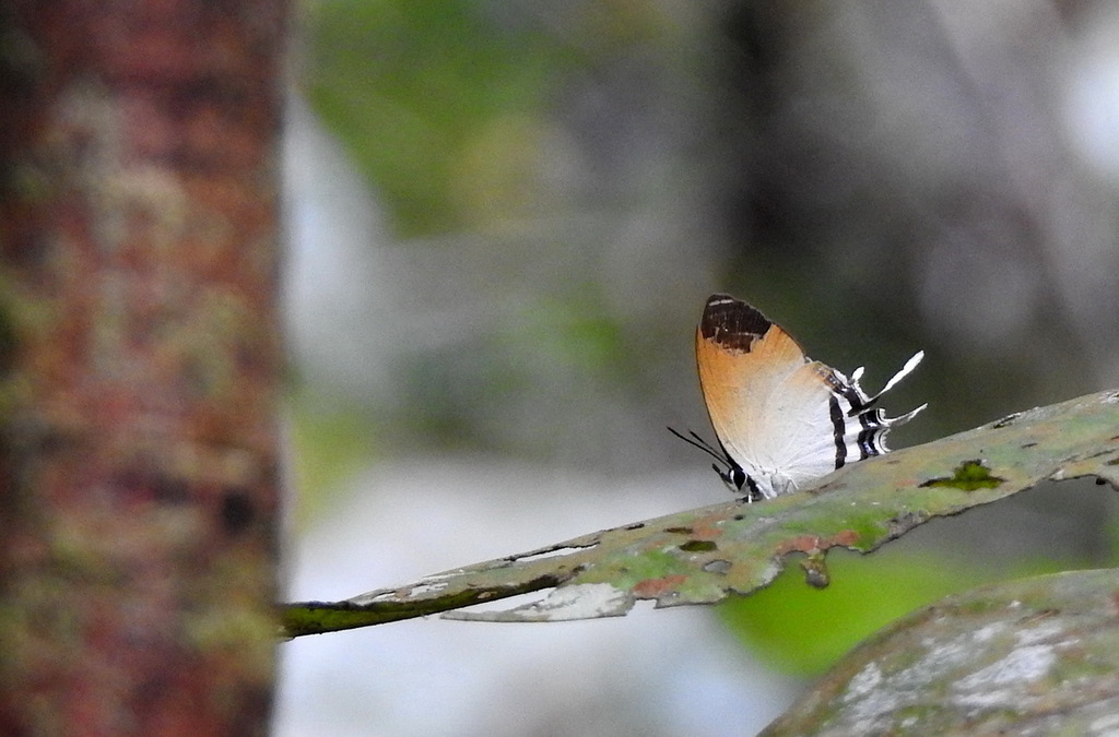 Drupadia cineas