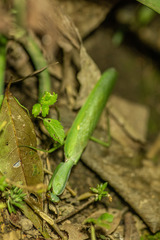 Rhombodera zhangi