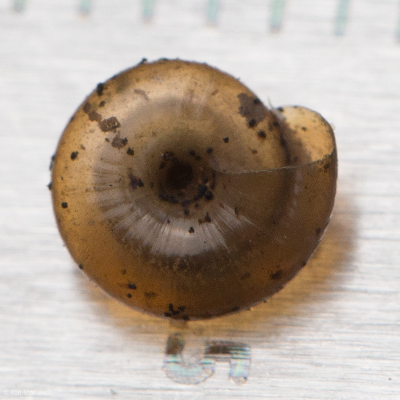 Quick Gloss Snail