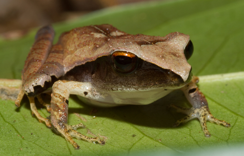 Evergreen Robber Frog, Craugastor gollmeri