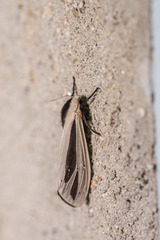 Creatonotos fasciatus