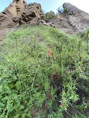 Gambelia juncea