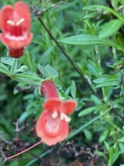 Gambelia juncea