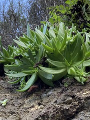 Dudleya formosa
