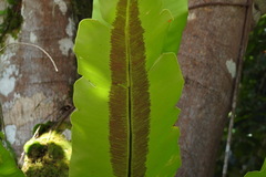 Thamnopteris