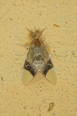 Pida apicalis