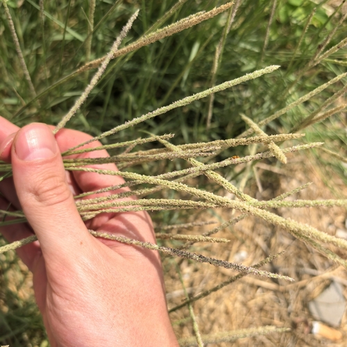 Sporobolus spicatus, 2026-03-02