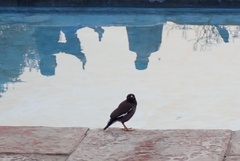 Acridotheres tristis