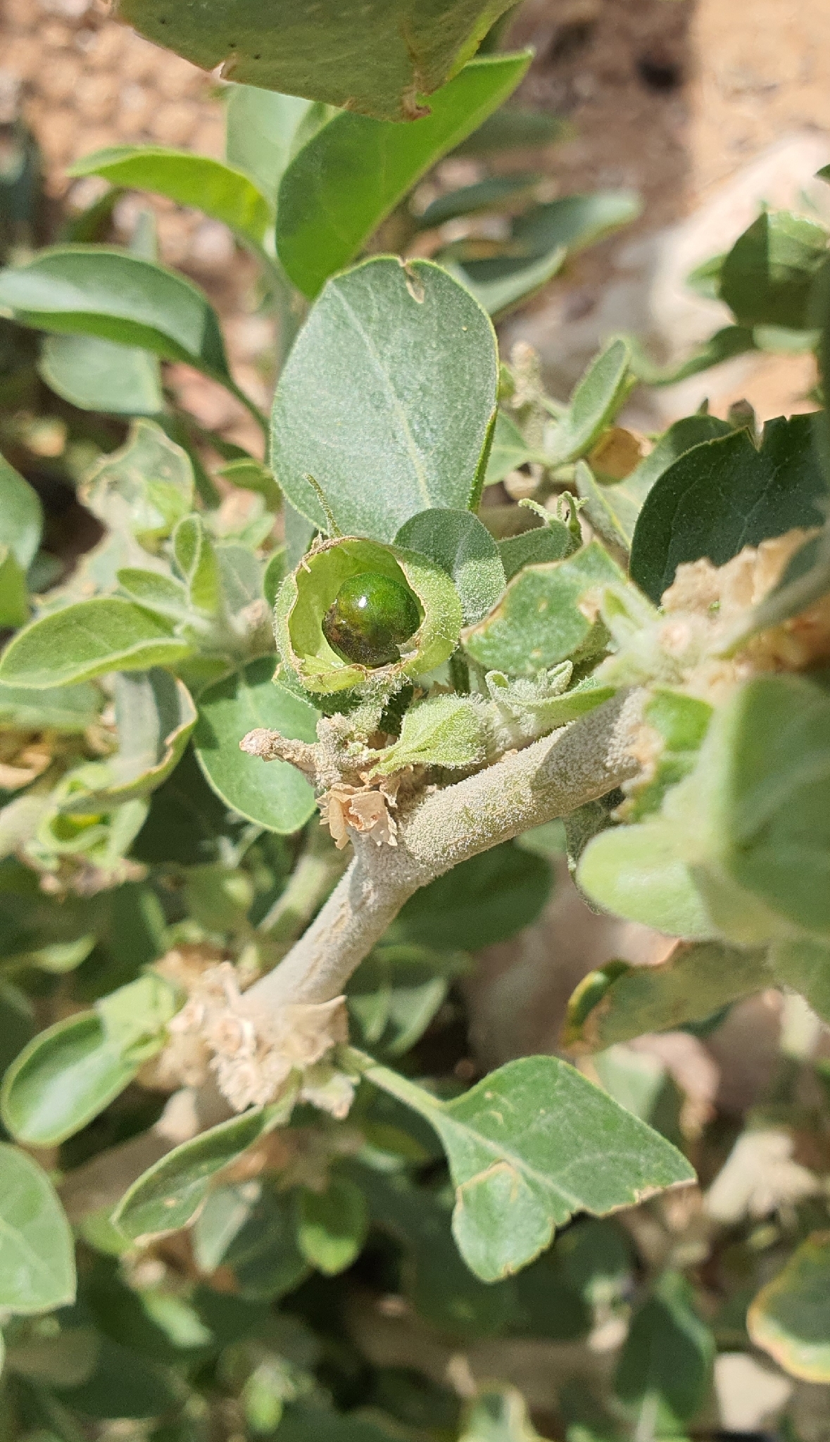Withania somnifera
