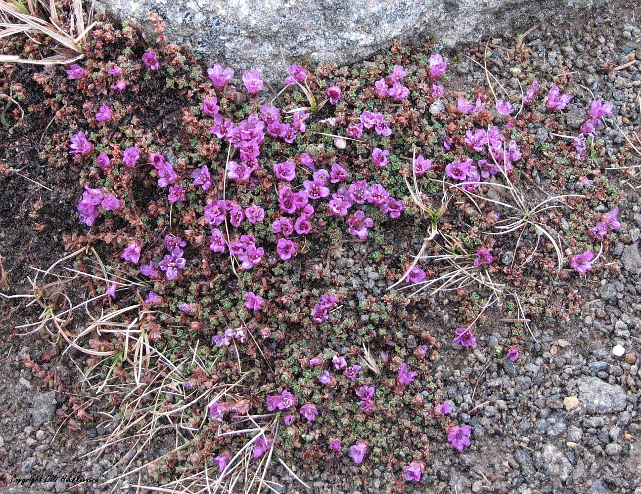 Saxifraga oppositifolia ssp. oppositifolia