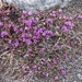 Purple Mountain Saxifrage - Photo (c) Olli Haukkovaara, some rights reserved (CC BY-NC), uploaded by Olli Haukkovaara