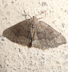 Aleucis distinctata