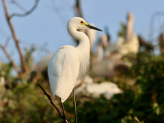 Intermediate Egret photo 2