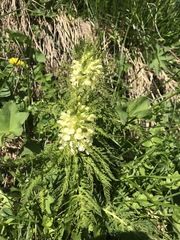 Pedicularis foliosa