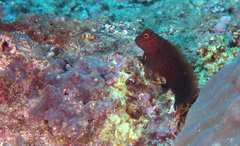 Cirripectes stigmaticus