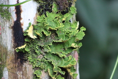 Crocodia