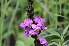 Macropsychanthus violaceus