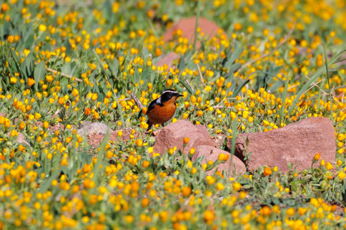 Moussier's Redstart (Phoenicurus moussieri), photo 6