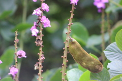 Macropsychanthus violaceus