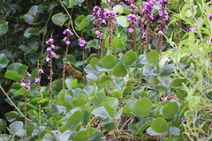 Macropsychanthus violaceus